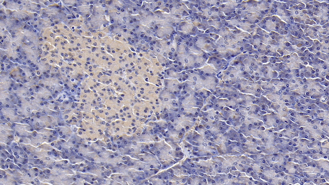IL1RA Antibody in Immunohistochemistry (Paraffin) (IHC (P))