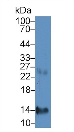 PPBP Antibody in Western Blot (WB)