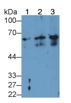 Cytokeratin 2e Antibody in Western Blot (WB)