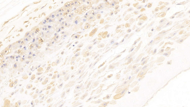 Annexin A2 Antibody in Immunohistochemistry (Paraffin) (IHC (P))