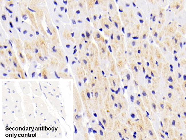 Creatine Kinase BB Antibody in Immunohistochemistry (Paraffin) (IHC (P))