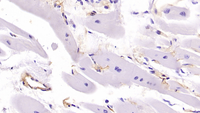 HLA-C Antibody in Immunohistochemistry (Paraffin) (IHC (P))