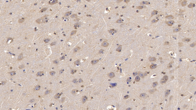NRG4 Antibody in Immunohistochemistry (Paraffin) (IHC (P))