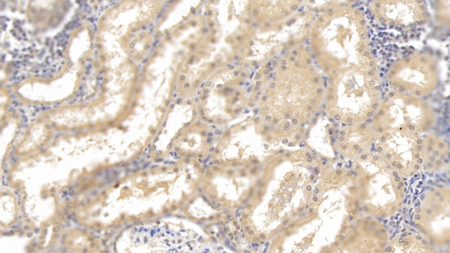 HRG Antibody in Immunohistochemistry (Paraffin) (IHC (P))