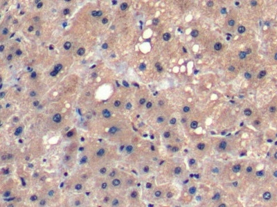 FGF21 Antibody in Immunohistochemistry (Paraffin) (IHC (P))