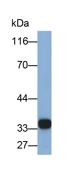 HLA-DRA Antibody in Western Blot (WB)