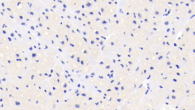 FKBP12 Antibody in Immunohistochemistry (Paraffin) (IHC (P))