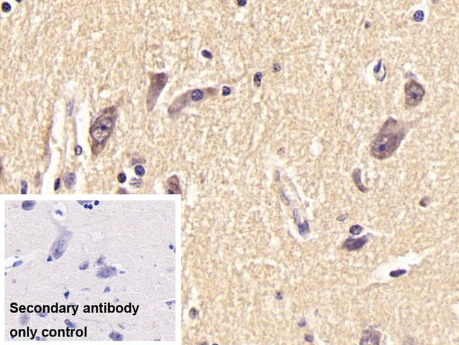 NEU1 Antibody in Immunohistochemistry (Paraffin) (IHC (P))