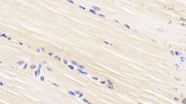 BMP-2 Antibody in Immunohistochemistry (Paraffin) (IHC (P))