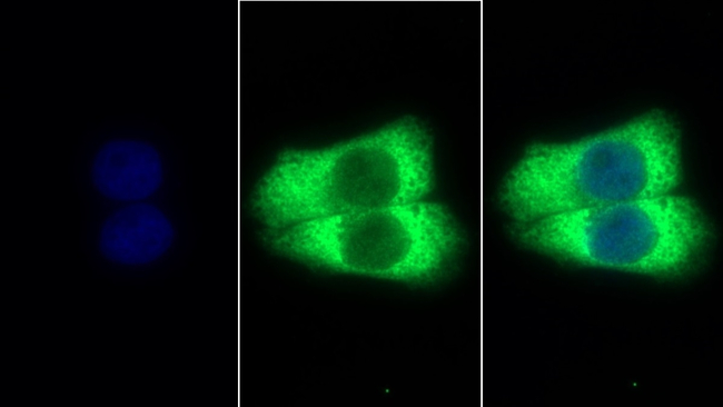 STC2 Antibody in Immunocytochemistry (ICC/IF)