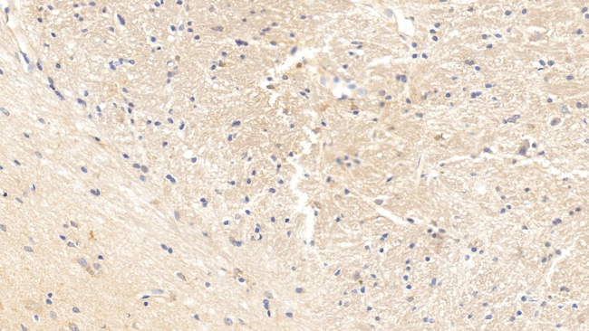 CARTPT Antibody in Immunohistochemistry (Paraffin) (IHC (P))