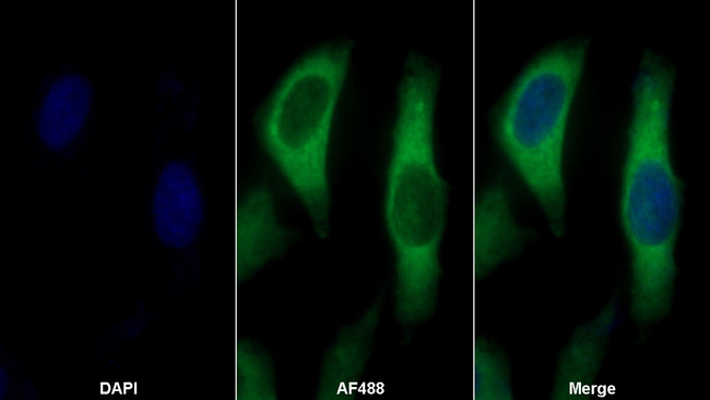 Thioredoxin 1 Antibody in Immunocytochemistry (ICC/IF)
