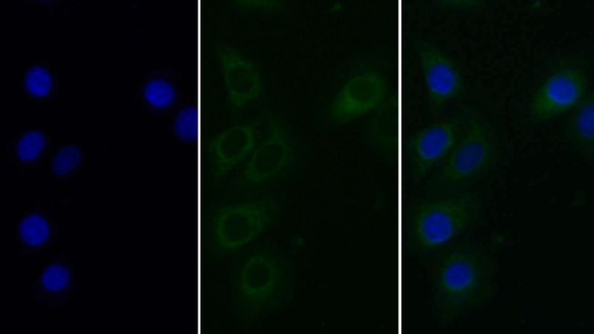 HPa1 Antibody in Immunocytochemistry (ICC/IF)