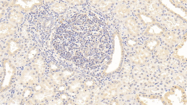 Osteopontin Antibody in Immunohistochemistry (Paraffin) (IHC (P))
