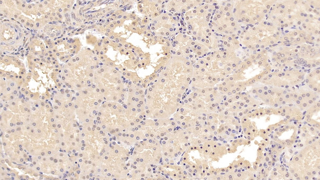MSRA Antibody in Immunohistochemistry (Paraffin) (IHC (P))