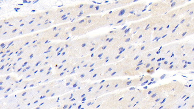 DBI Antibody in Immunohistochemistry (Paraffin) (IHC (P))