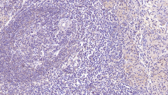 SIGLEC7 Antibody in Immunohistochemistry (Paraffin) (IHC (P))