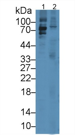 LPO Antibody in Western Blot (WB)