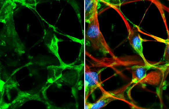 HTR7 Antibody in Immunocytochemistry (ICC/IF)