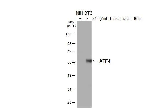ATF4 Antibody in Western Blot (WB)
