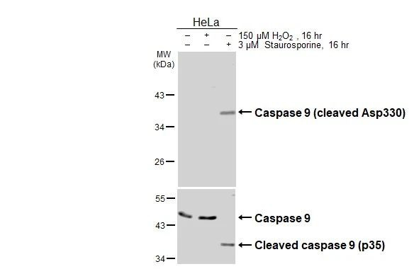 Caspase 9 (Cleaved Asp330) Antibody in Western Blot (WB)