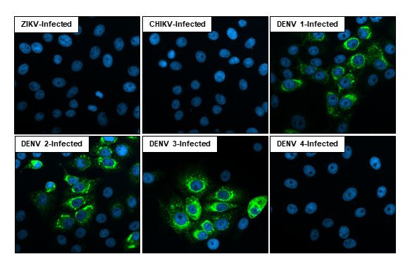 Dengue Virus Type 1-4 PrM (strain Thailand/16681/1984) Antibody in Immunocytochemistry (ICC/IF)
