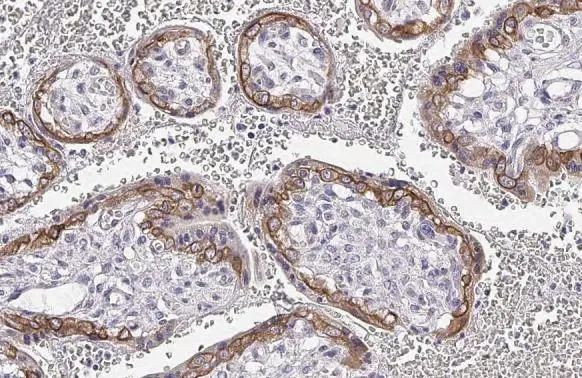 FSHR Antibody in Immunohistochemistry (Paraffin) (IHC (P))