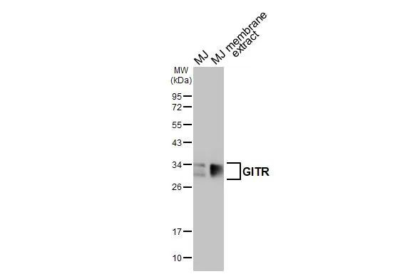 GITR (TNFRSF18) Antibody in Western Blot (WB)