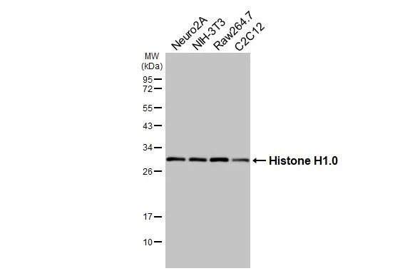 Histone 1F0 Antibody in Western Blot (WB)