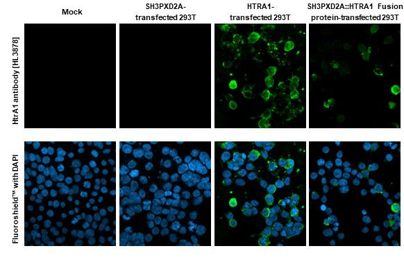 HTRA1 Antibody in Immunocytochemistry (ICC/IF)