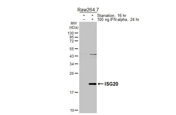 ISG20 Antibody in Western Blot (WB)