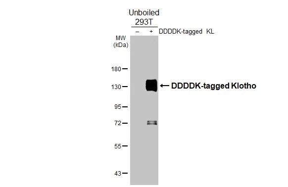 Klotho Antibody in Western Blot (WB)