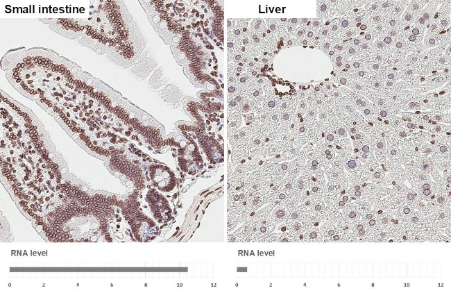 Lamin B1 Antibody in Immunohistochemistry (Paraffin) (IHC (P))