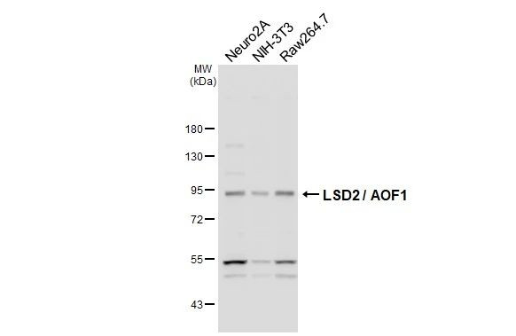KDM1B Antibody in Western Blot (WB)