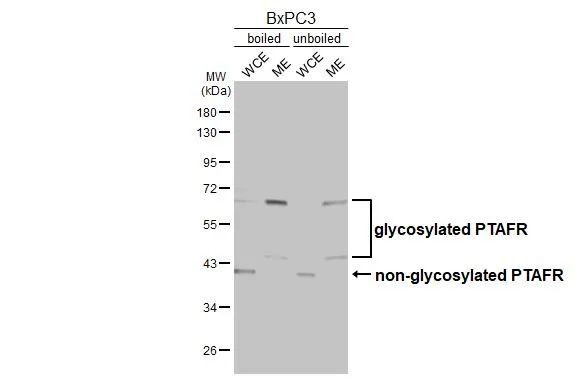PTAFR Antibody in Western Blot (WB)