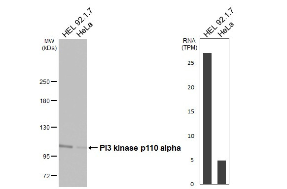 PIK3CA Antibody in Western Blot (WB)