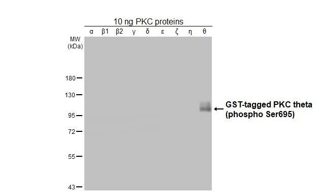 Phospho-PKC theta (Ser695) Antibody in Western Blot (WB)