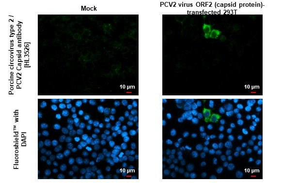 Porcine Circovirus Type 2 Capsid Antibody in Immunocytochemistry (ICC/IF)