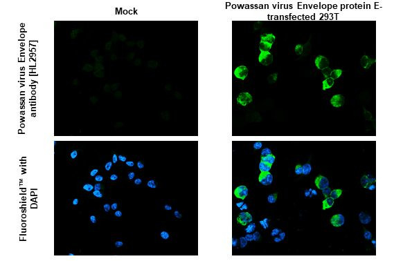 Powassan Virus Envelope (Strain#LB) Antibody in Immunocytochemistry (ICC/IF)