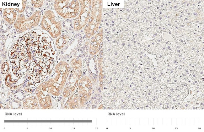 PTGER3 Antibody in Immunohistochemistry (Paraffin) (IHC (P))