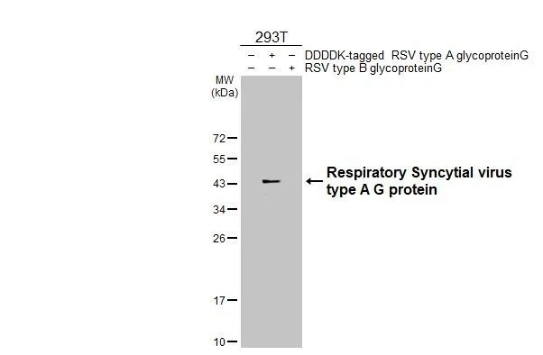 Respiratory Syncytial Virus Type A (G glycoprotein) (strain A2) Antibody in Western Blot (WB)