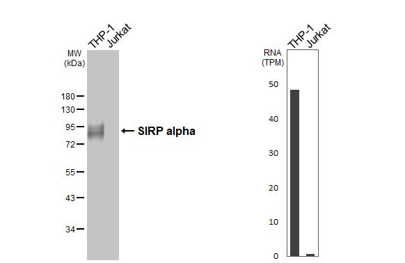 SIRP alpha Antibody in Western Blot (WB)