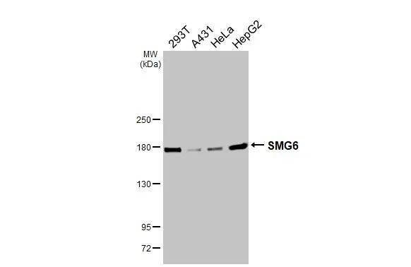 SMG6 Antibody in Western Blot (WB)