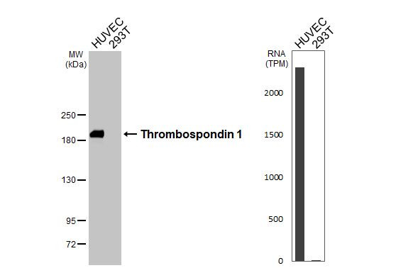Thrombospondin 1 Antibody in Western Blot (WB)