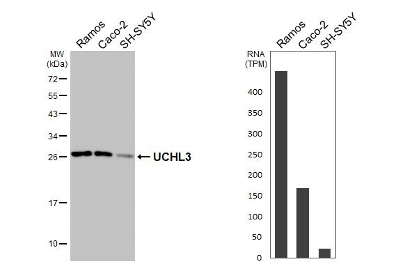 UCHL3 Antibody in Western Blot (WB)