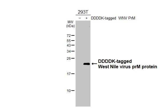 West Nile Virus prM Protein Antibody in Western Blot (WB)
