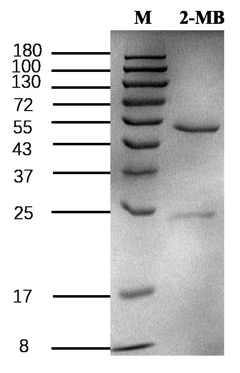 2-mercapto-benzothiazole Antibody in SDS-PAGE (SDS-PAGE)