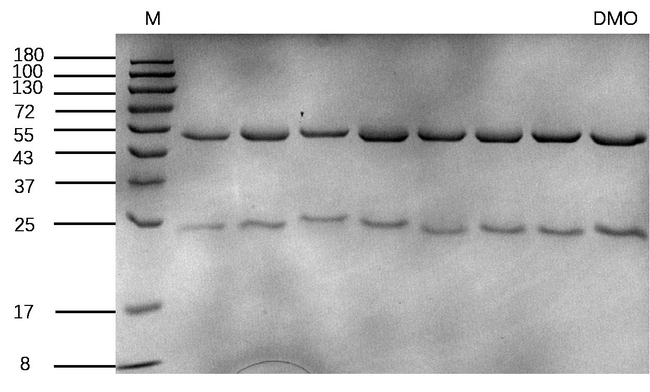 Dimethyl phthalate Antibody in SDS-PAGE (SDS-PAGE)