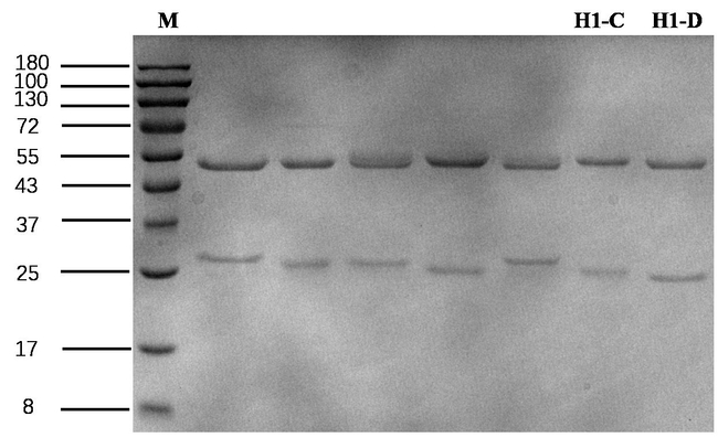 Ara H1 Antibody in SDS-PAGE (SDS-PAGE)