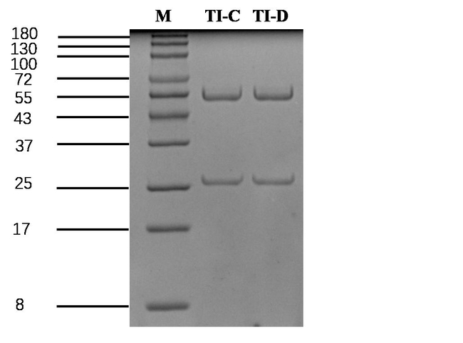 Trypsin Inhibitor Antibody in SDS-PAGE (SDS-PAGE)